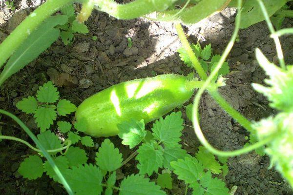 แตงกวาบนพื้นดิน