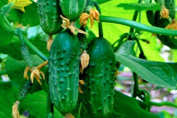 แตงกวาบนกิ่ง