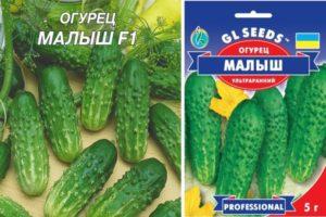 ลักษณะของแตงกวาพันธุ์มาลีชและกฎการปลูก