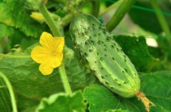 ดอกแตงกวา