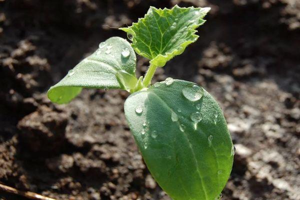 แตงกวาอ่อน