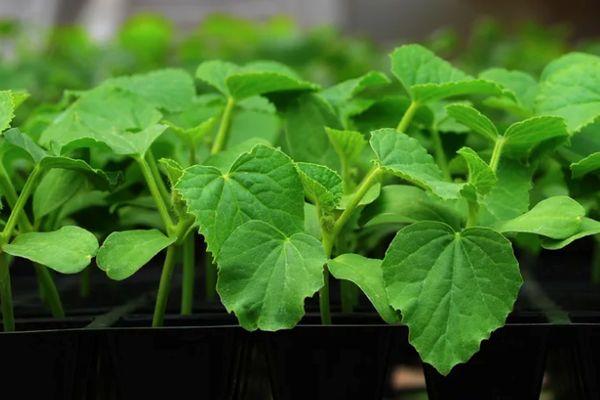 ต้นกล้าแตงกวา