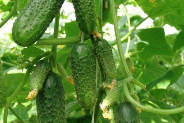 การปลูกแตงกวา