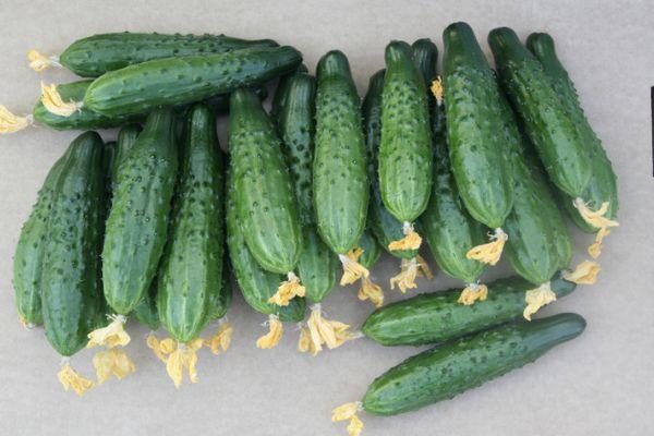 แตงกวาสุก