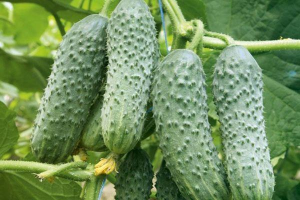 แตงกวาสุก