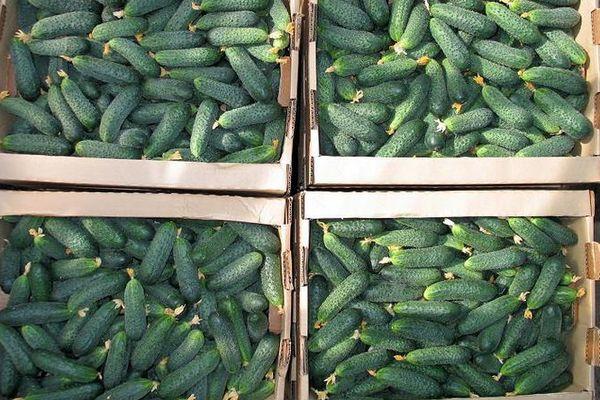 การเก็บเกี่ยวแตงกวา