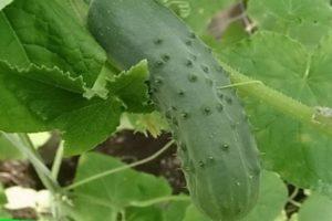 คำอธิบายของแตงกวา Maryina Roshcha และคำแนะนำในการปลูกพันธุ์นี้