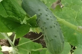 แตงกวาสุก