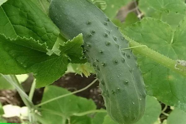 แตงกวาสุก