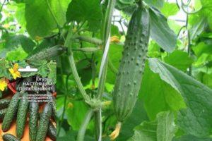 คำอธิบายเกี่ยวกับแตงกวาพันธุ์พันเอกแท้และการปลูกในสภาพเรือนกระจก