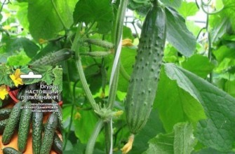 ผลแตงกวา