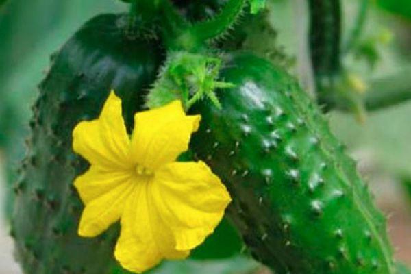 ดอกแตงกวา