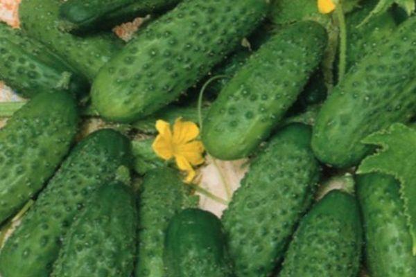 แตงกวาสด