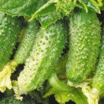 Concombres dans le jardin