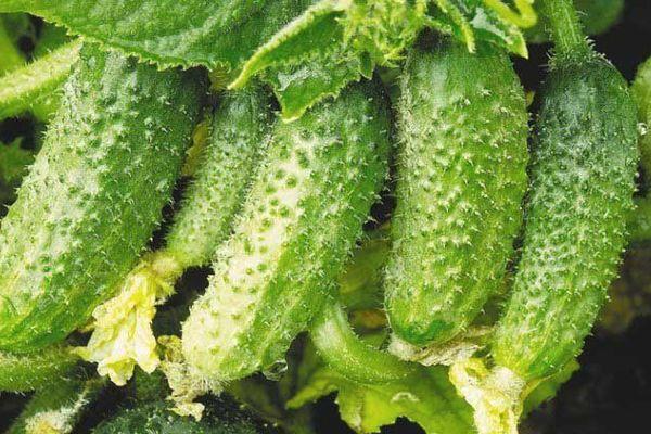 Concombres dans le jardin