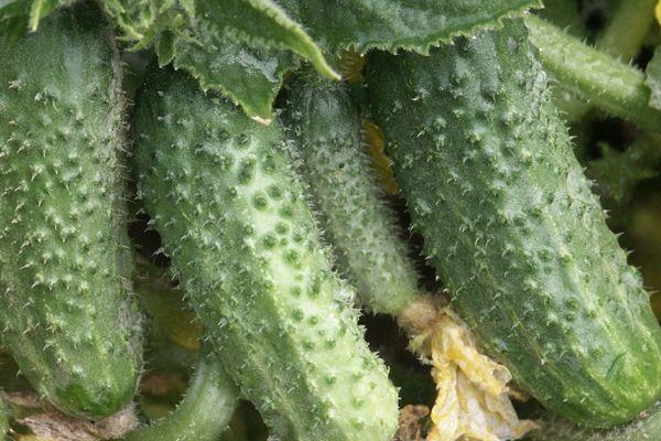 Cultiver des concombres