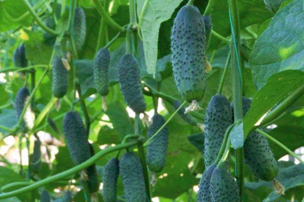 แตงกวาในเรือนกระจก