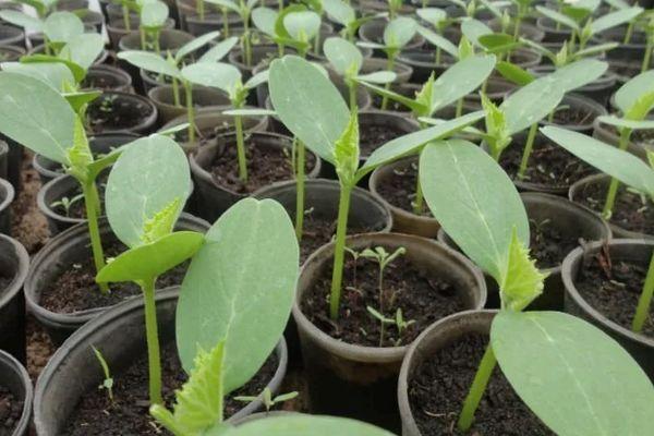 ต้นกล้าในกระถาง