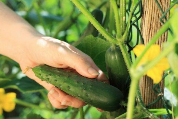 ผลแตงกวา