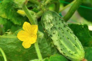 Description du concombre précoce Cédric, culture et entretien appropriés