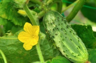 ดอกแตงกวา