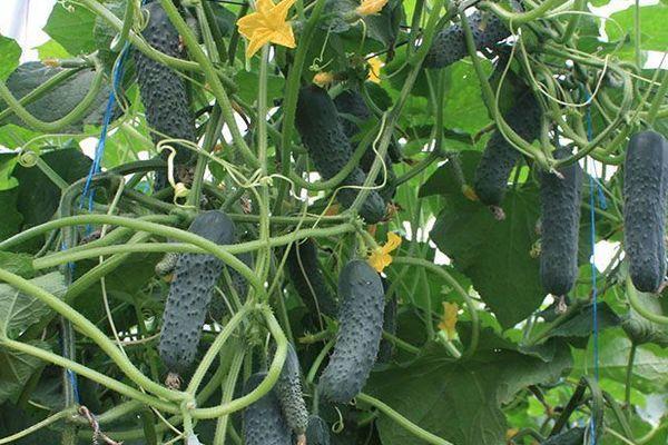 การปลูกแตงกวา