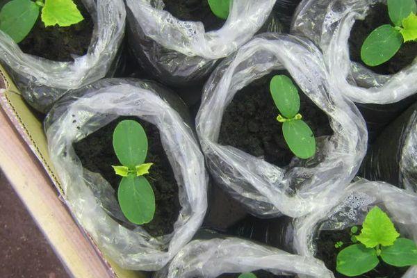 ต้นกล้าแตงกวา