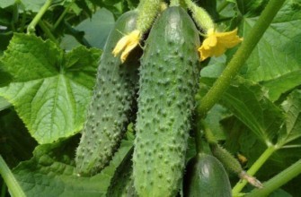 ผลแตงกวา