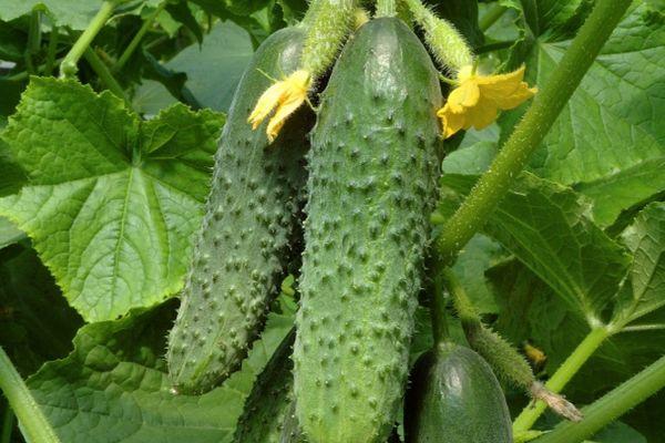 ผลแตงกวา