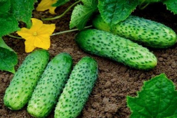 แตงกวาบนพื้นดิน