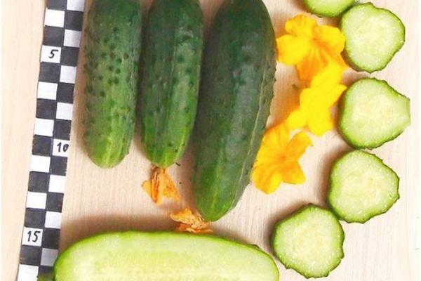 แตงกวาลูกผสม