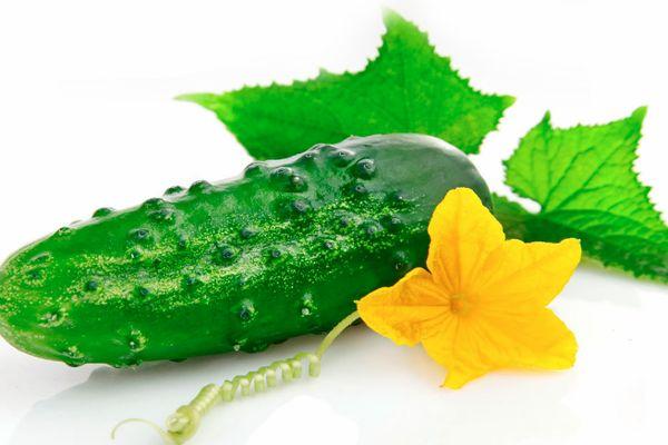 ผลแตงกวา