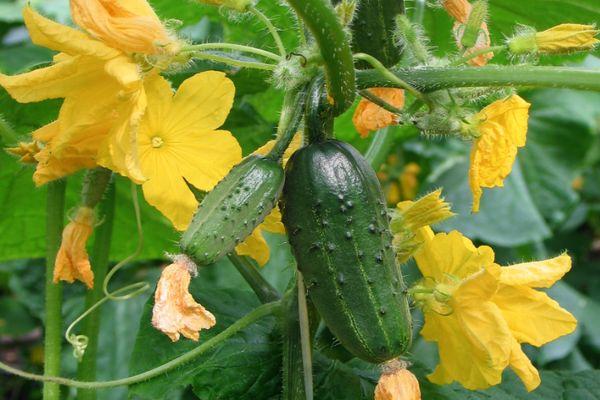 บัมเบิลบี F1