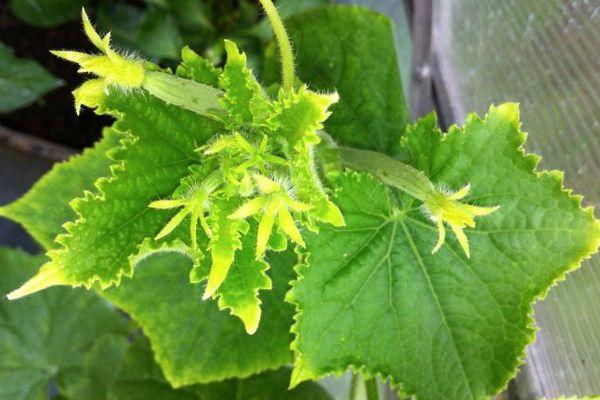 Concombre en fleurs