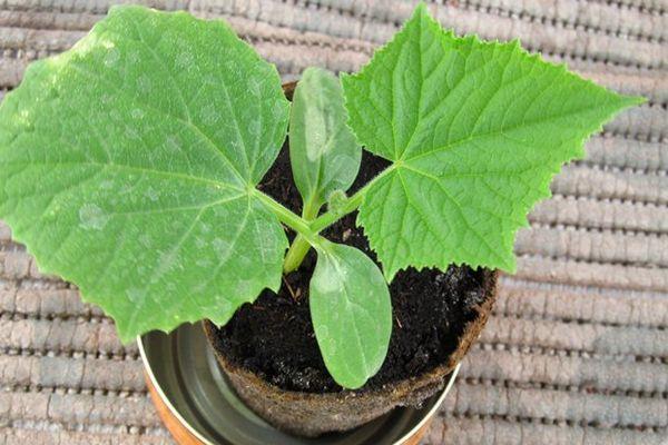 แตงกวาอ่อน