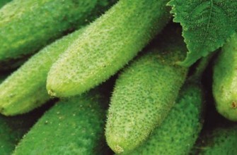 แตงกวาสด