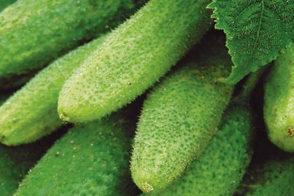 แตงกวาสด