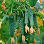 แตงกวาเป็นพวง