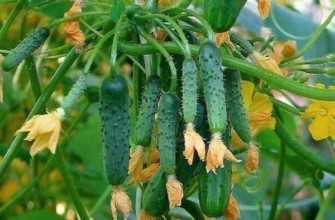 แตงกวาเป็นพวง