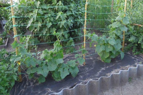 แตงกวาในสวน