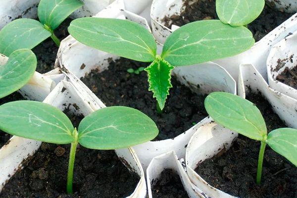 ต้นกล้าแตงกวา