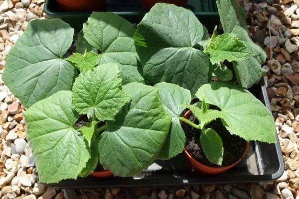 ต้นกล้าแตงกวา