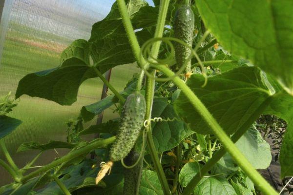 การปลูกแตงกวา