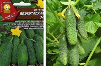 แตงกวาลูกผสม