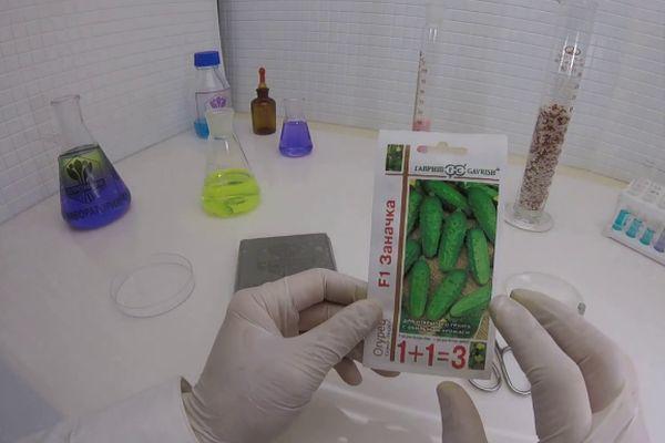 เมล็ดแตงกวา