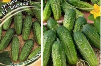 แตงกวาสตัช