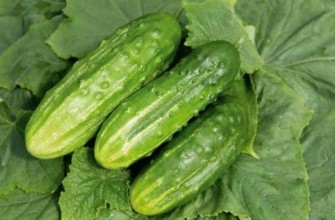 แตงกวาสามลูก