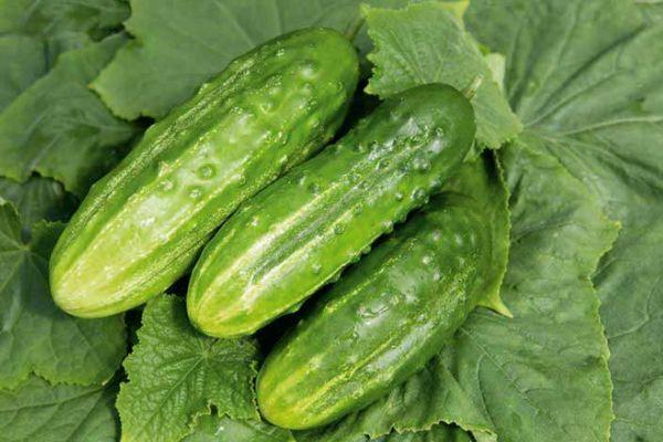 แตงกวาสามลูก