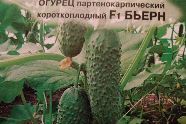 เมล็ดพันธุ์ลูกผสม