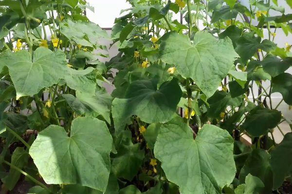 การปลูกแตงกวา